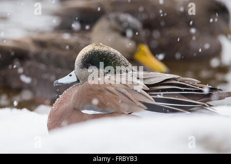 Male American Wigeon (Anas americana) in winter storm Stock Photo