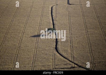 Aerial view of tree isolated in the middle of corn plantation Stock Photo