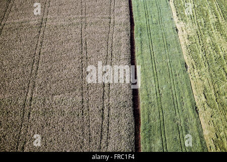 Aerial view of plantation of grains especially in rural cornfield Stock Photo