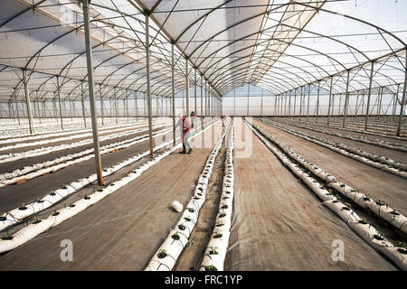 Organic tomato plantation in high-tech greenhouse in the countryside Stock Photo