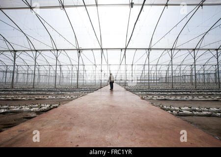 Organic tomato plantation in high-tech greenhouse in the countryside Stock Photo