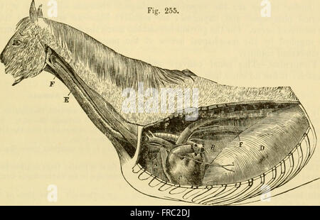 The comparative anatomy of the domesticated animals (1908) Stock Photo