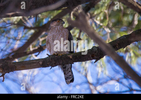 Cooper's hawk (Accipiter cooperii) in fall Stock Photo