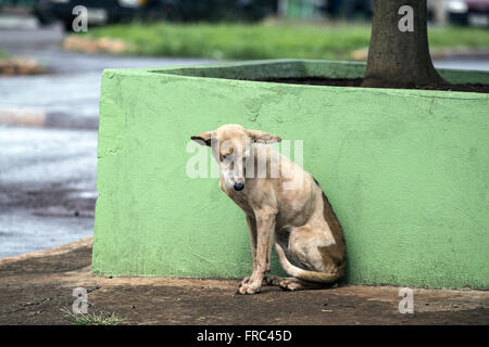 Dog mongrel in Lerroville district Stock Photo