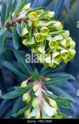 Euphorbia characias wulfenii, Mediterranean spurge Stock Photo