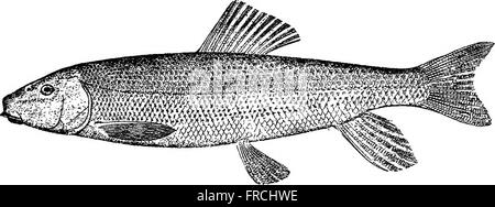 Picture of This 1908 guide covers the care, breeding, and propagation of goldfish ...