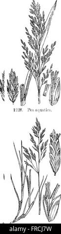 Illustrations of the British flora- a series of wood engravings, with dissections, of British plants (1880) Stock Photo