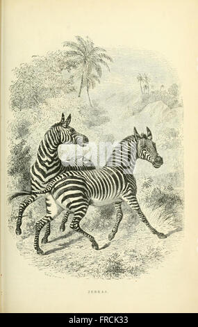 Illustrated natural history of the animal kingdom, being a systematic and popular description of the habits, structure, and classification of animals from the highest to the lowest forms, with their (Pl. 15)