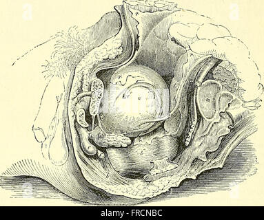 Quain's elements of anatomy (1882) Stock Photo