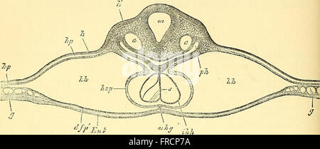 Quain's elements of anatomy (1882) Stock Photo