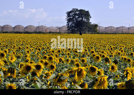 Sunflower plantation in the countryside Stock Photo