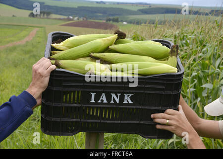Corn cobs in crate in the countryside Stock Photo