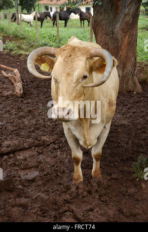 Cow Charolais race in corral in the countryside Stock Photo