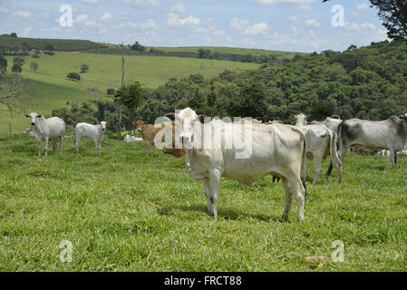 Livestock of Nelore in the countryside Stock Photo