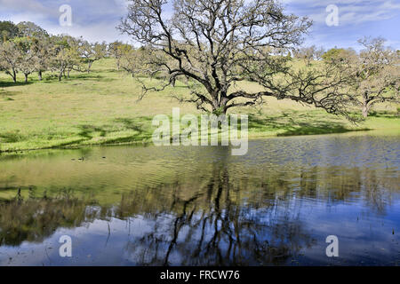 Spring oak and grassland against a pond reflecting trees Stock Photo