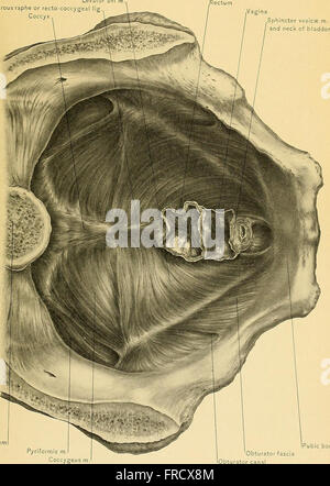 A 1901 medical treatise on surgical anatomy, detailing human anatomy ...