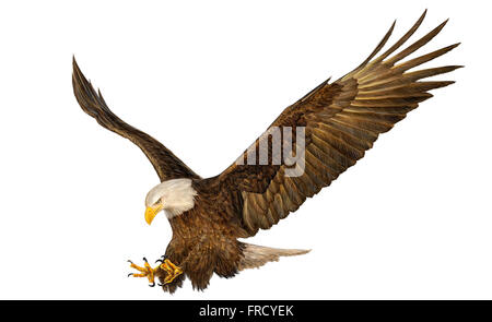 Bald eagle hand draw and paint on white background illustration. Stock Photo