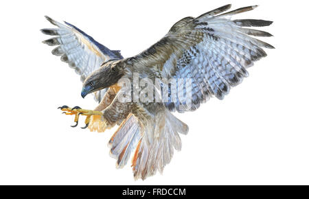 Falcon flying hand draw on white background Stock Photo