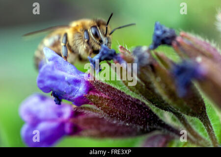 Honey Bee On Flower close up, Pulmonaria officinalis, Lungwort blue flower Stock Photo