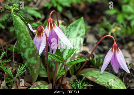 Erythronium dens-canis  dog's-tooth-violet dogtooth violet leaves Stock Photo