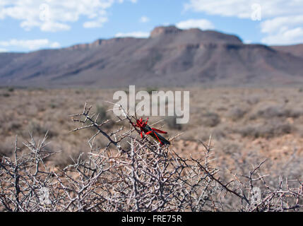 Common Milkweed Locust (Phymateus morbillosus) Stock Photo