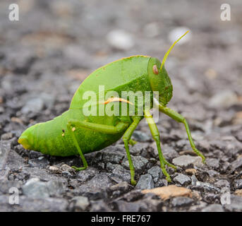 A green Bladder Grasshopper (Bullacris intermedia) nymph Stock Photo