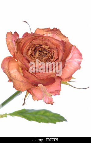 Single dry rose isolated on white background Stock Photo