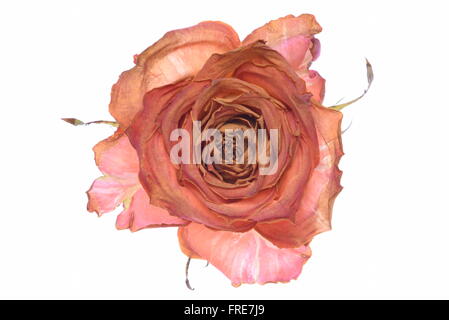 Single dry rose isolated on white background Stock Photo