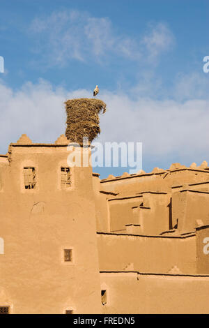 White Stork (Ciconia ciconia) in its nest on the Kasbah Taourirt in the town of Ouarzazate south of the High Atlas mountains Stock Photo
