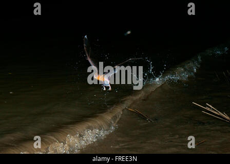 Greater bulldog bat (Noctilio leporinus), Pantanal, Mato Grosso, Braslien Stock Photo