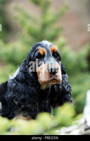 outdoor portrait of sitting english cocker spaniel, european champion, breeding station Stock Photo