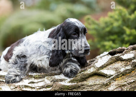 outdoor portrait of lying puppy of english cocker spaniel, european champion, breeding station Stock Photo