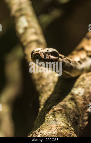 Boa constrictor raising head on sunny branch Stock Photo