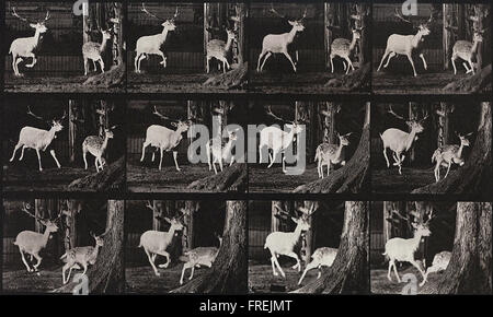 Eadweard Muybridge - Animal Locomotion, Plate 686 Stock Photo