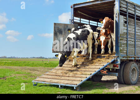 livestock transport of cows into spring meadow Stock Photo