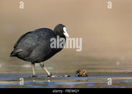 Black Coot / Eurasian Coot ( Fulica atra ) standing on ice in front of a zebra mussel, full body, length, side view. Stock Photo