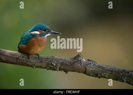 Eurasian Kingfisher /  Eisvogel ( Alcedo atthis ), young bird, sits high above his natural environment on a branch for hunting. Stock Photo