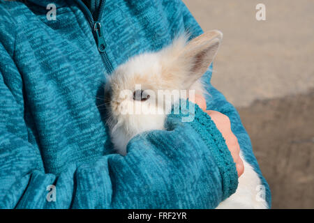 Hands holding 4 week old baby Lionhead rabbit (Oryctolagus cuniculus) Stock Photo