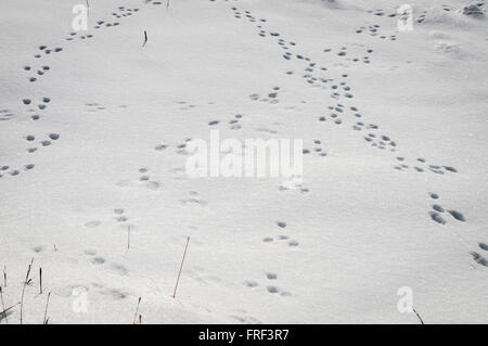 Wild European Rabbit, Oryctolagus cuniculus, footprints in the snow Stock Photo