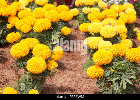 Marigold yellow color in many flowers plant.