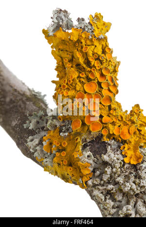 Common orange lichen (also yellow scale, maritime sunburst lichen or shore lichen) (Xanthoria parietina) on tree bark isolated on white Stock Photo