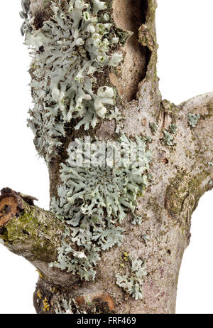 Tube lichen (Hypogymnia physodes) on tree bark isolated on white background Stock Photo