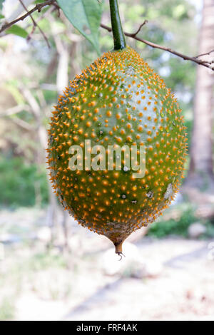 Gac fruit (Momordica cochinchinensis) is cultivated throughout Southeast Asia Stock Photo