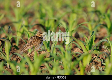 Skylark / Feldlerche ( Alauda arvensis ), adult bird, sitting in a corn field, threatened through intensive farming. Stock Photo