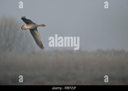 Greylag Goose / Graugans ( Anser anser ), one adult, flying over foggy natural wetlands, typical weather. Stock Photo
