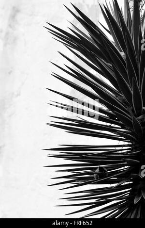 Spikey plant in Baku Botanic Gardens, in black and white. A plant with sharp, pointed leaves shown in silhouette against wall Stock Photo