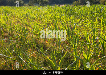 young corn plants in a organic cultivated field wrapped in the warm light of a spring sunset Stock Photo
