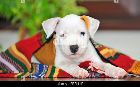 American Staffordshire terrier puppy sitting on blanket Stock Photo