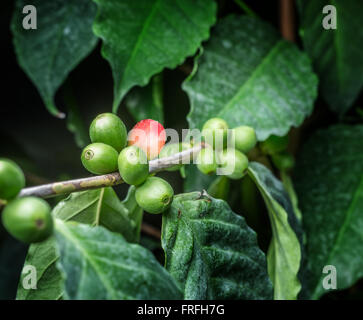 Unripe coffee beans on the tree. Macro shot. Stock Photo