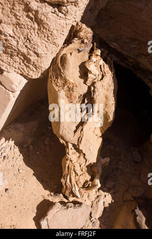 After being attacked by wild dogs, the mummified remains of an early Christian child propped up aginst the tomb wall rem at Al-Bagawat Coptic necropolis, al-Kharga, Western Desert, Egypt. Al-Bagawat, (also, El-Bagawat) one of the oldest and best preserved ancient Christian cemeteries in the world, which functioned at the Kharga Oasis in southern-central Egypt from the 3rd to the 7th century AD. Coptic frescoes of the 3rd to the 7th century are found on the walls and there are 263 funerary chapels of which the Chapel of Exodus (5th or 6th century) and Chapel of Peace (of mid 4th century) have f Stock Photo